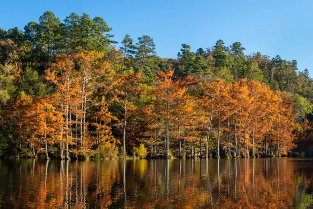 Discover Beavers Bend State Park