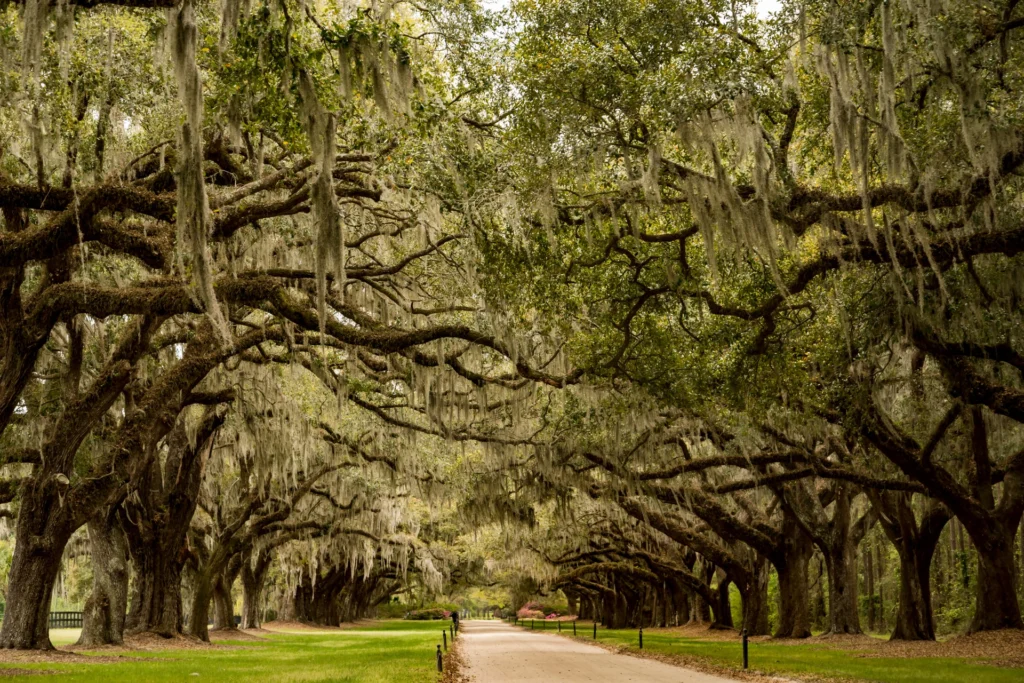 Explore Boone Hall Plantation