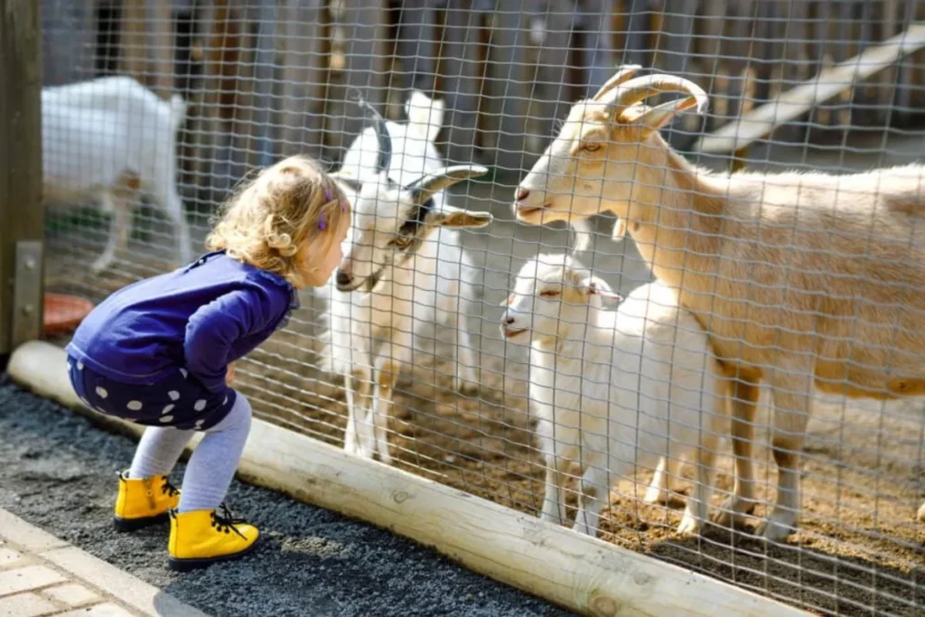 Visit Hochatown Petting Zoo