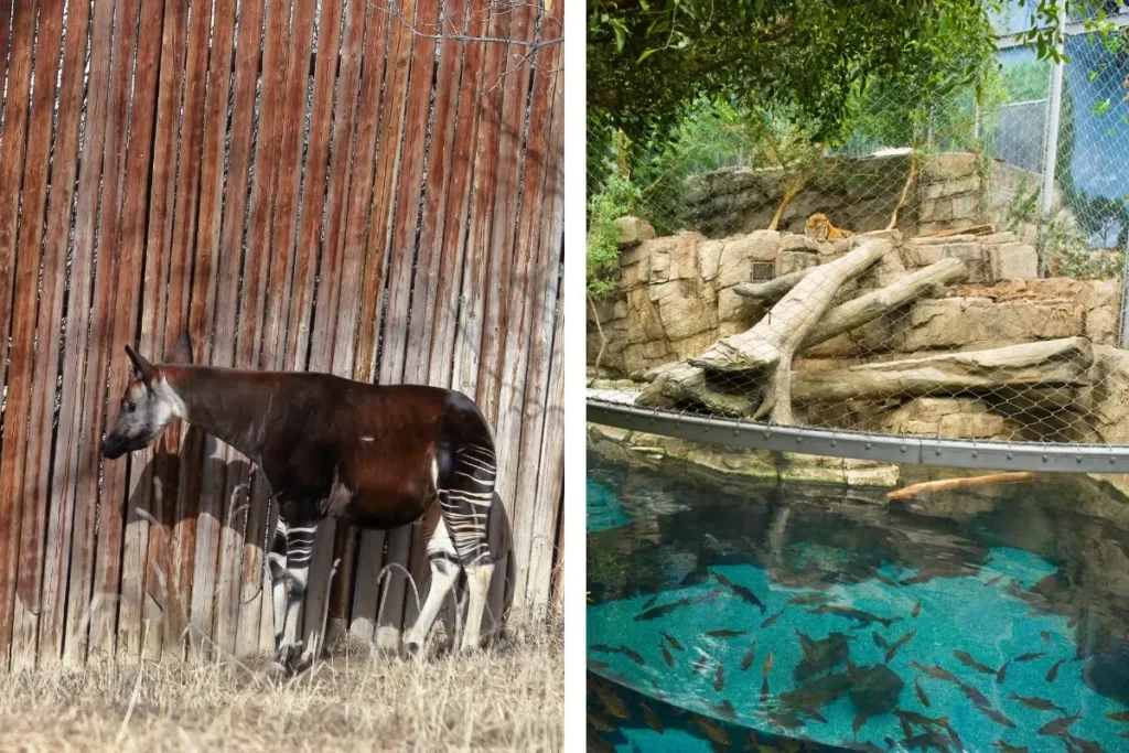 Denver Zoo: A Family Favourite for a Reason