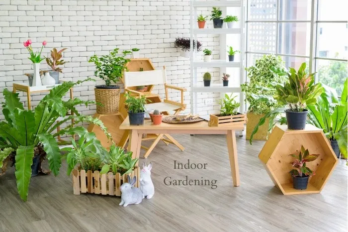 Indoor Gardening